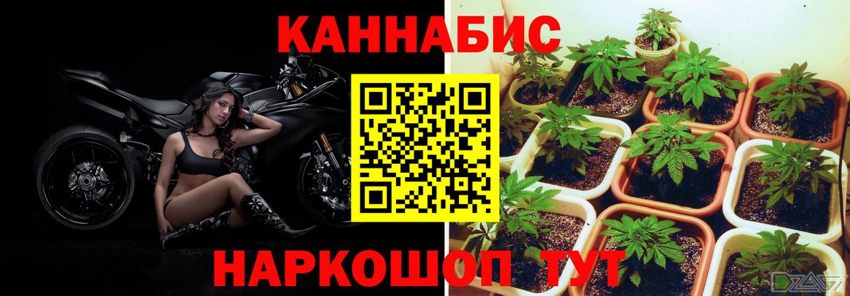 Бошки Шишки марихуана Дедовск